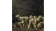 Califano Giovanni -John-