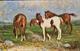 Grassi Alfonso